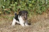 FOX TERRIER 063